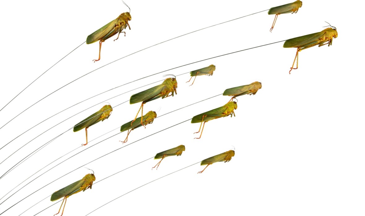 Maria Fernanda Cardoso, Grasshoppers Jumping, 2010, archival pigment print on cotton rag, 40 x 60 cm