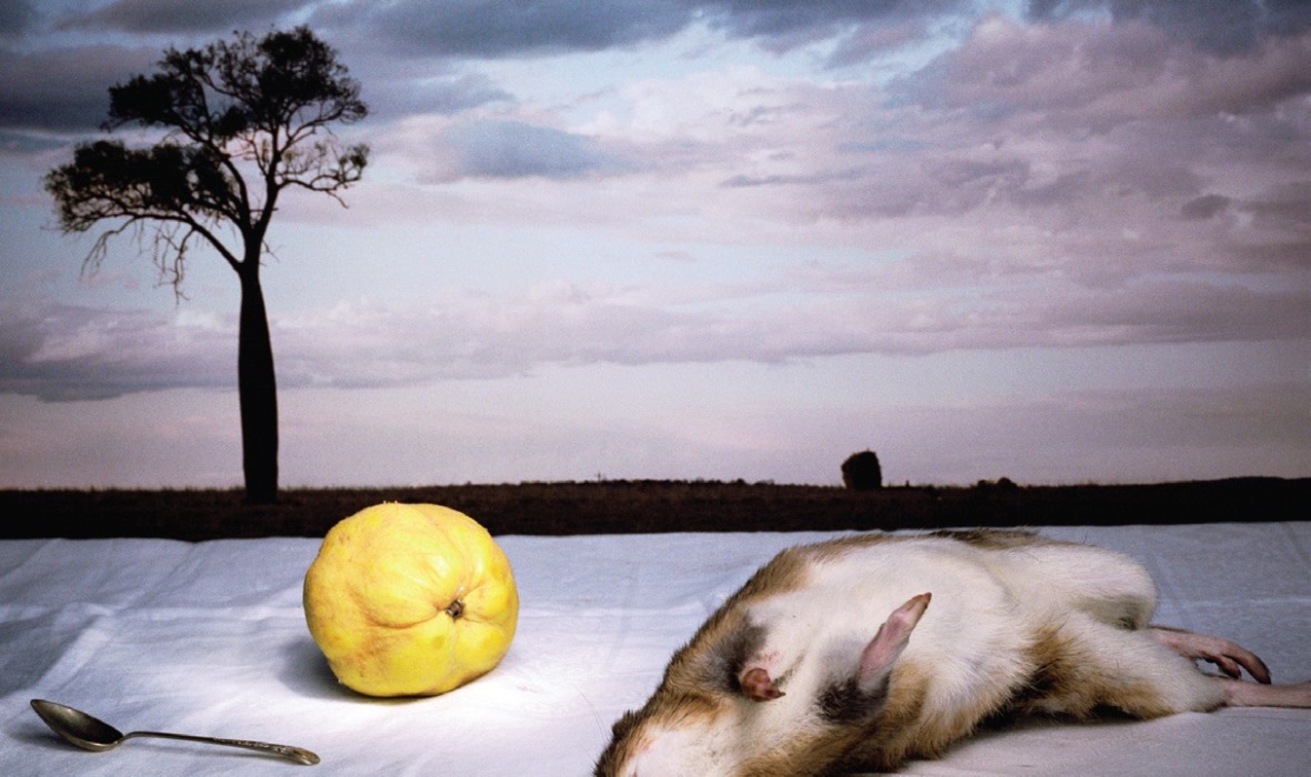 Bandicoot with Quince (detail), 2005, archival pigment on German etching paper, 112 x 134 cm.