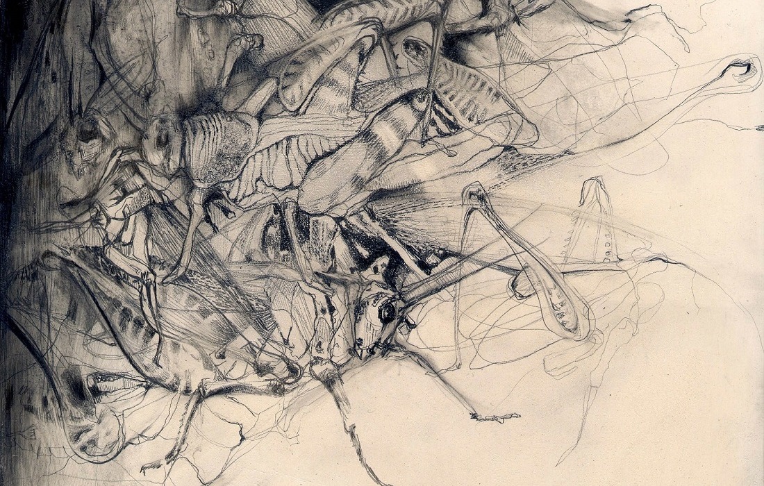 Tori Benz, Apocalypse Study (Locustidae) No. 2 (detail), 2009, lead pencil and gesso on marine ply, 30 x 20 x 4.5 cm.