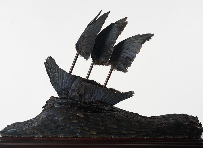 Jasmine Togo-Brisby, Passage (detail) 2022, crows wings, stained wood, crows feathers, plexiglass and brass, 174 x 102 x 32cm. Photography by Jim Cullen